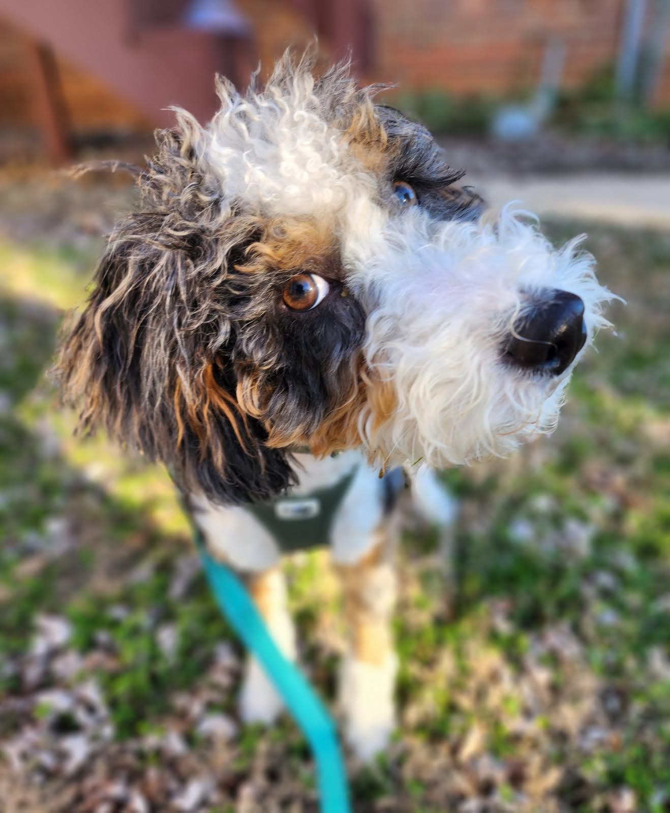 Enlarge Cooper, a Adoptable mixed breed in Cookeville, TN image 2/3