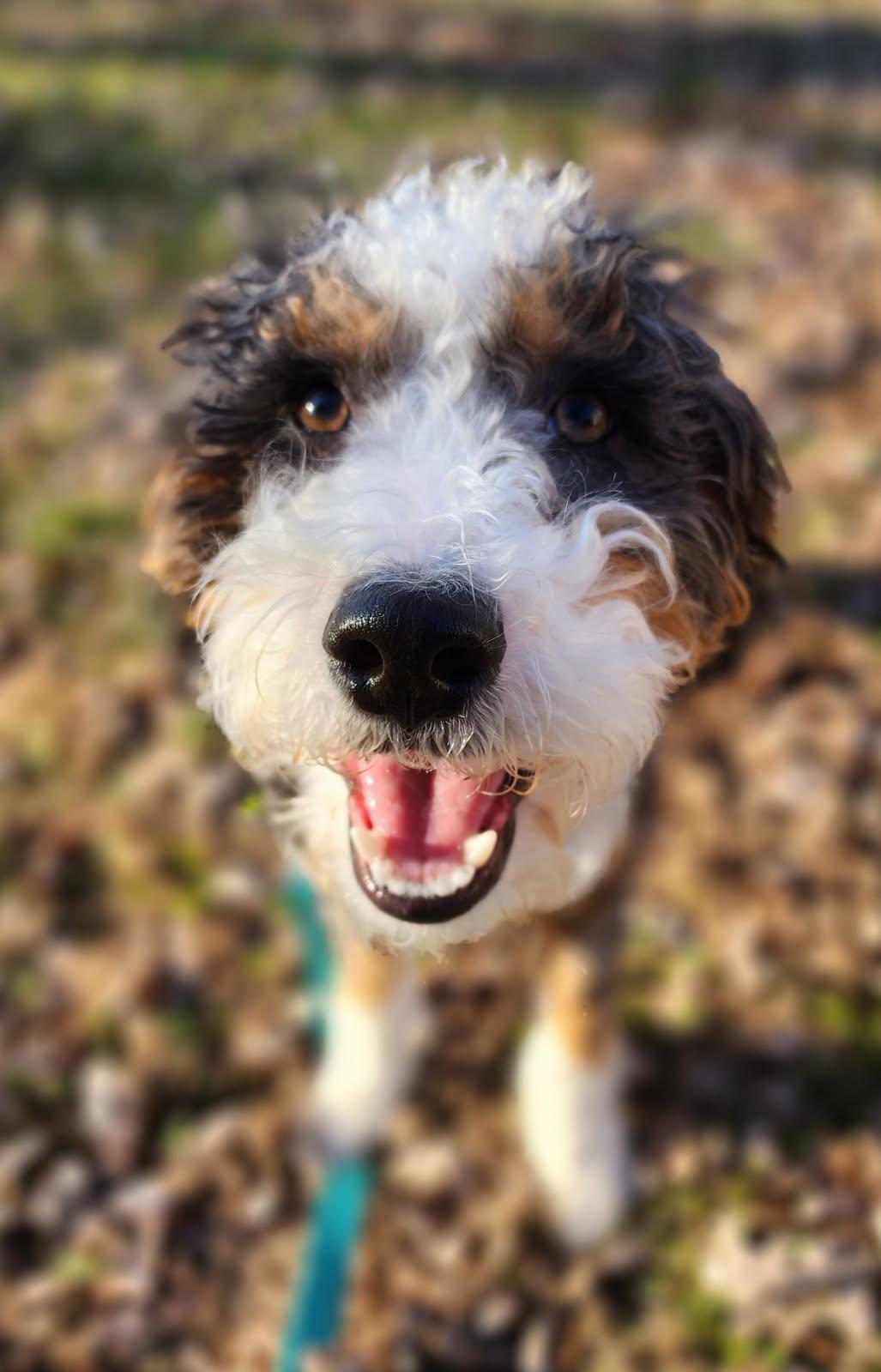 Enlarge Cooper, a Adoptable mixed breed in Cookeville, TN image 3/3