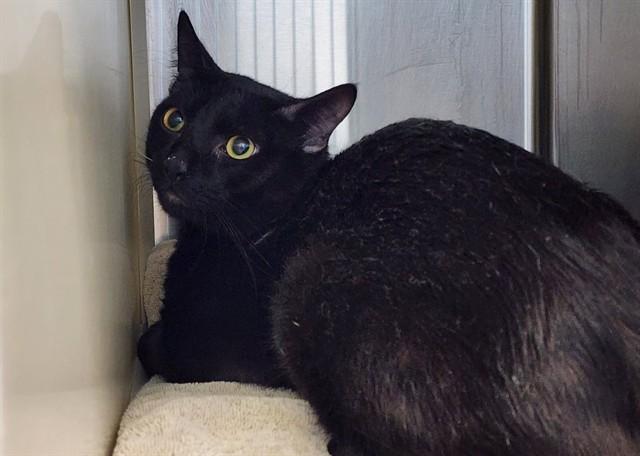 THIN MINT, Adoptable, Young Male Domestic Short Hair.