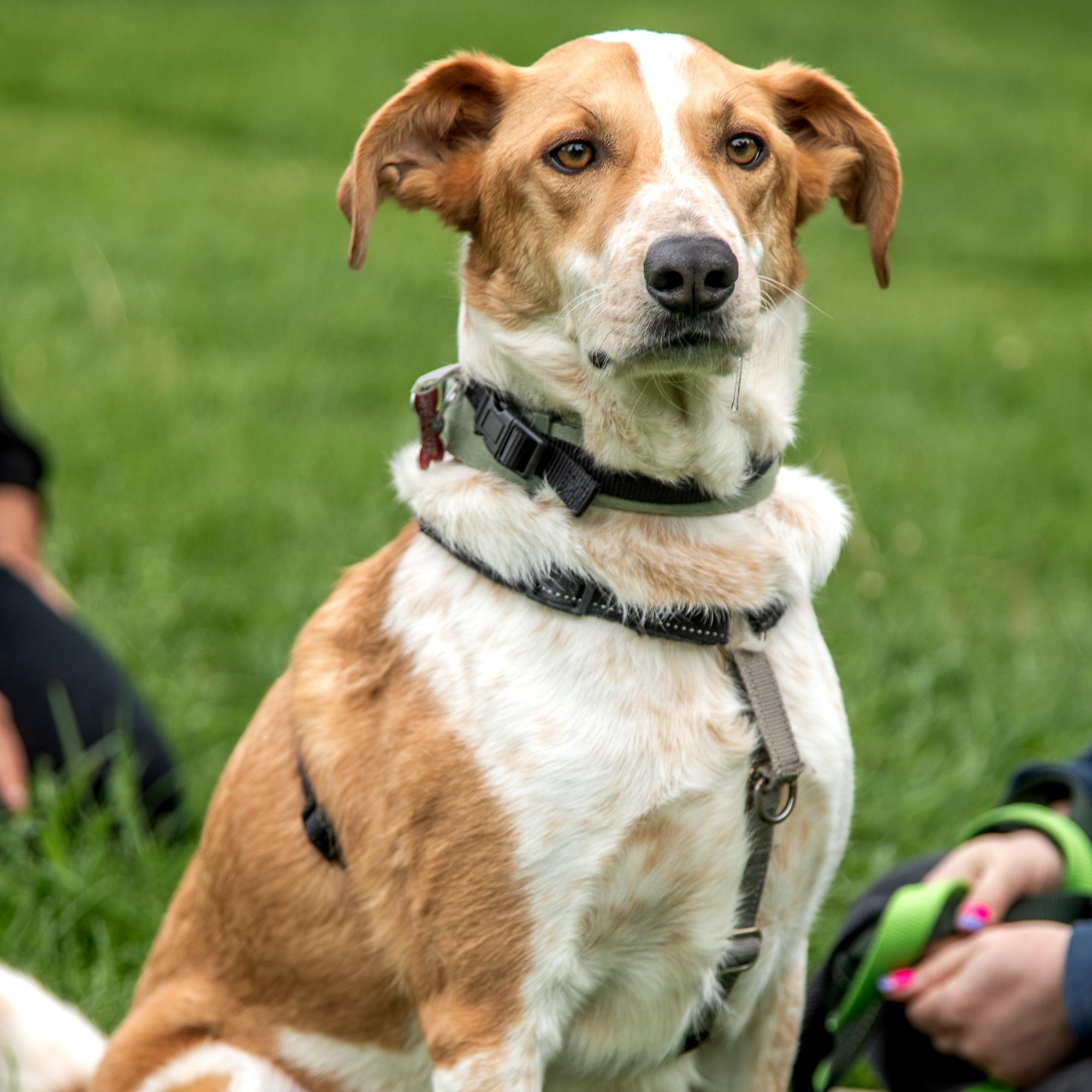 Dexter, a ADOPTABLE mixed breed in Mississauga, ON image 3/6