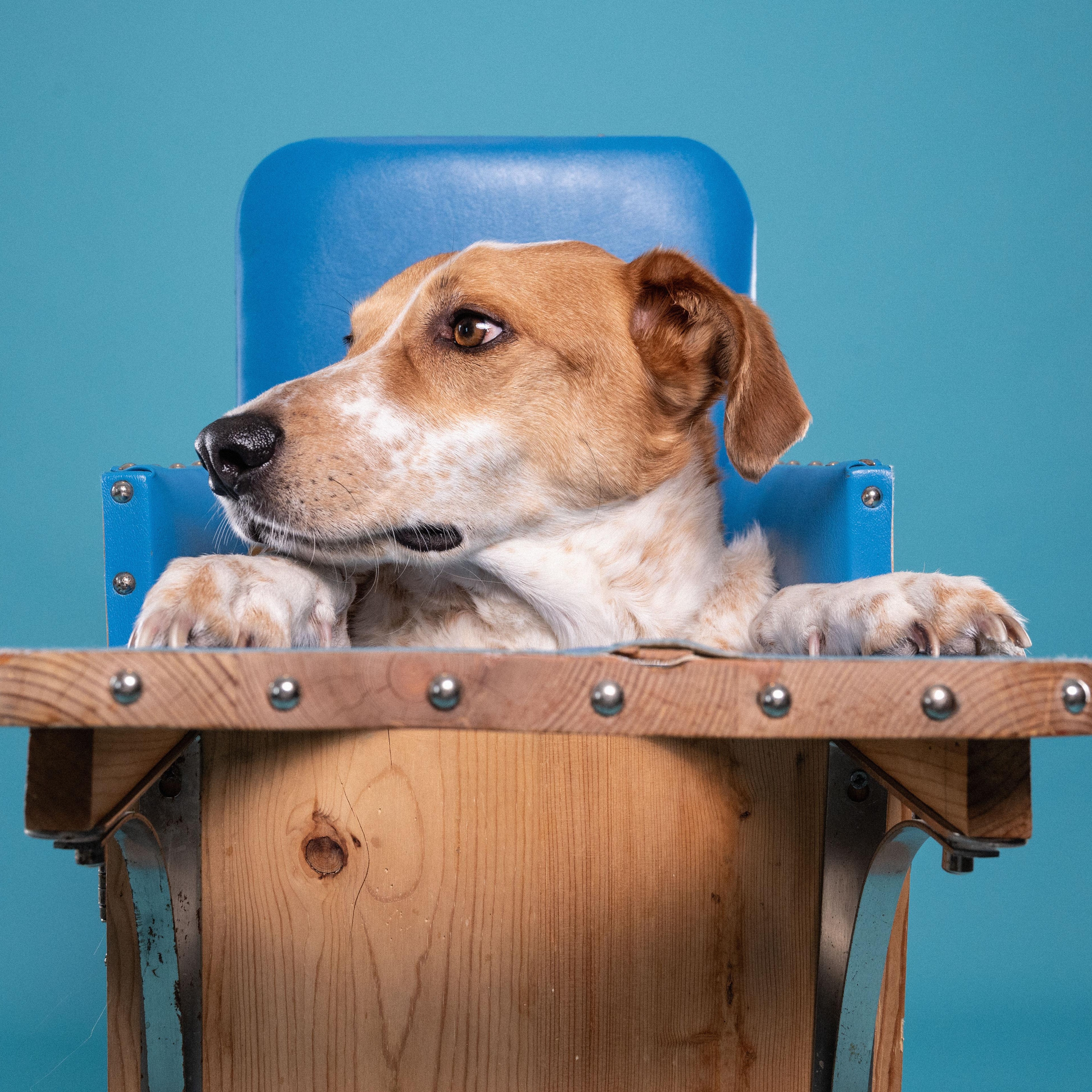 Dexter, a ADOPTABLE mixed breed in Mississauga, ON image 2/6