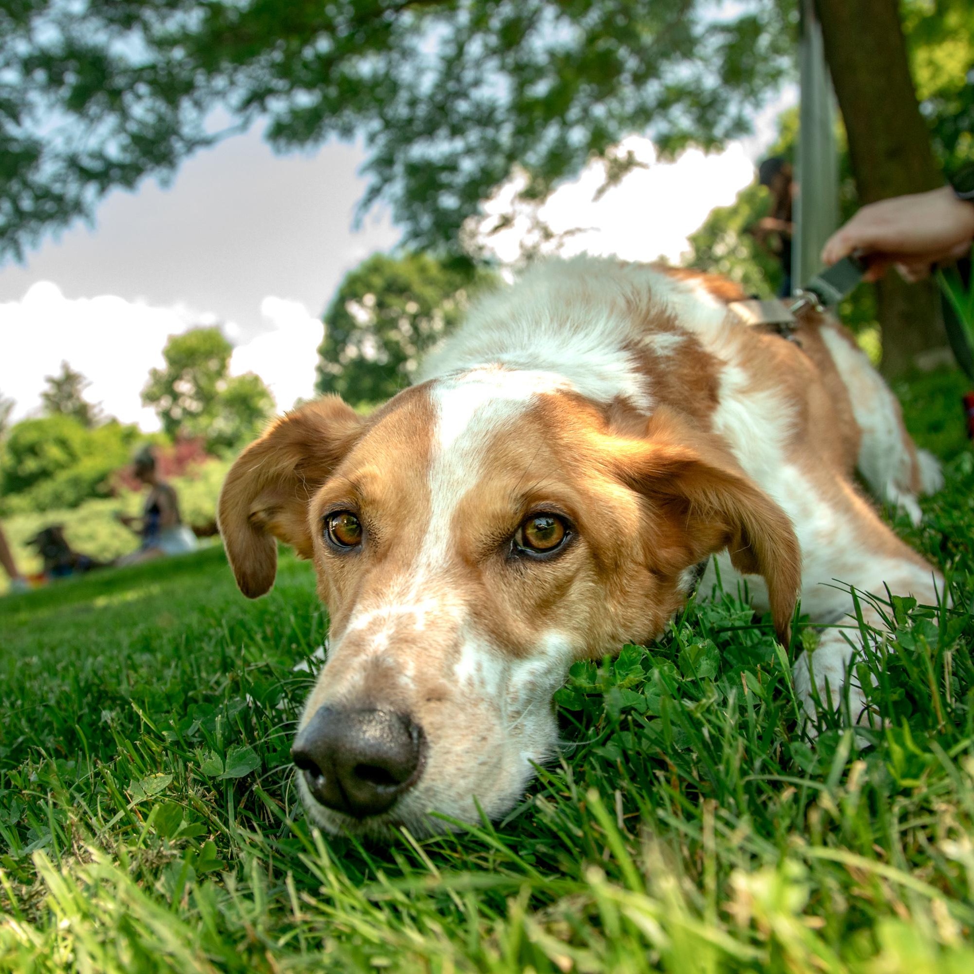 Dexter, a ADOPTABLE mixed breed in Mississauga, ON image 6/6