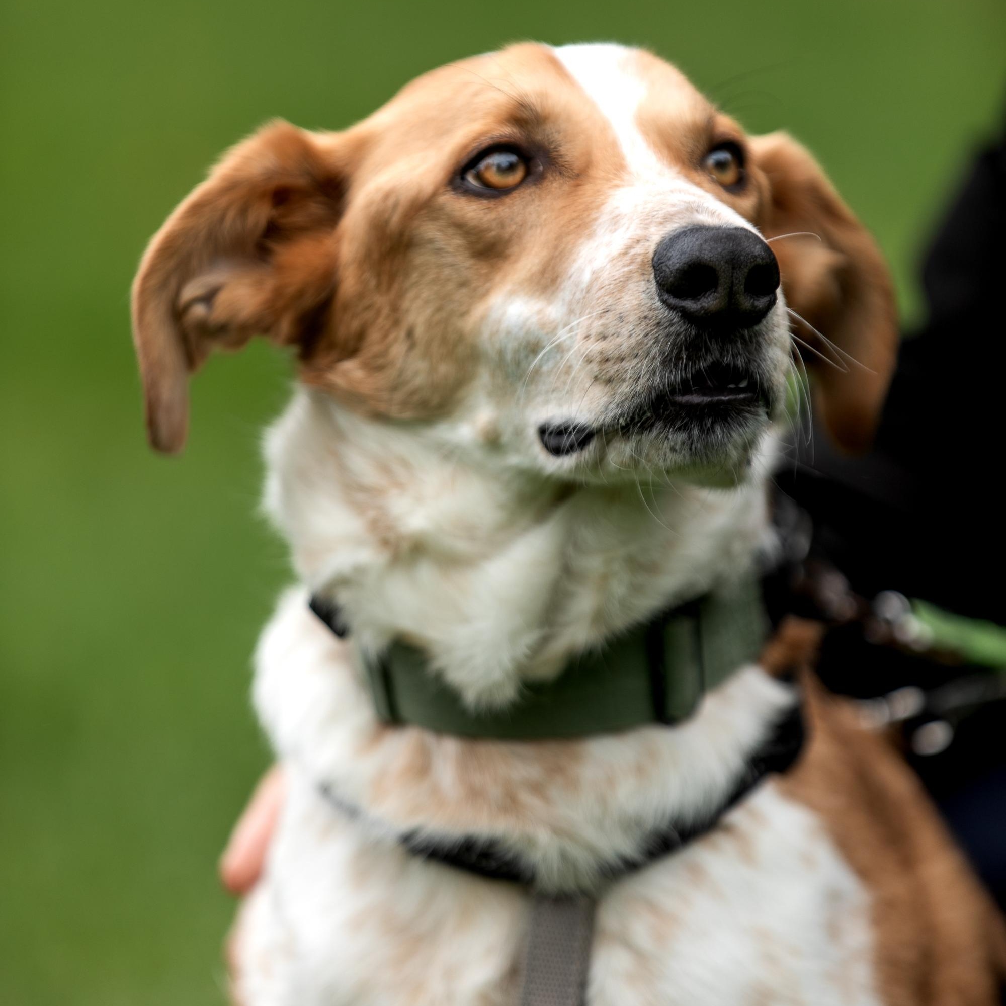 Dexter, a ADOPTABLE mixed breed in Mississauga, ON image 1/6