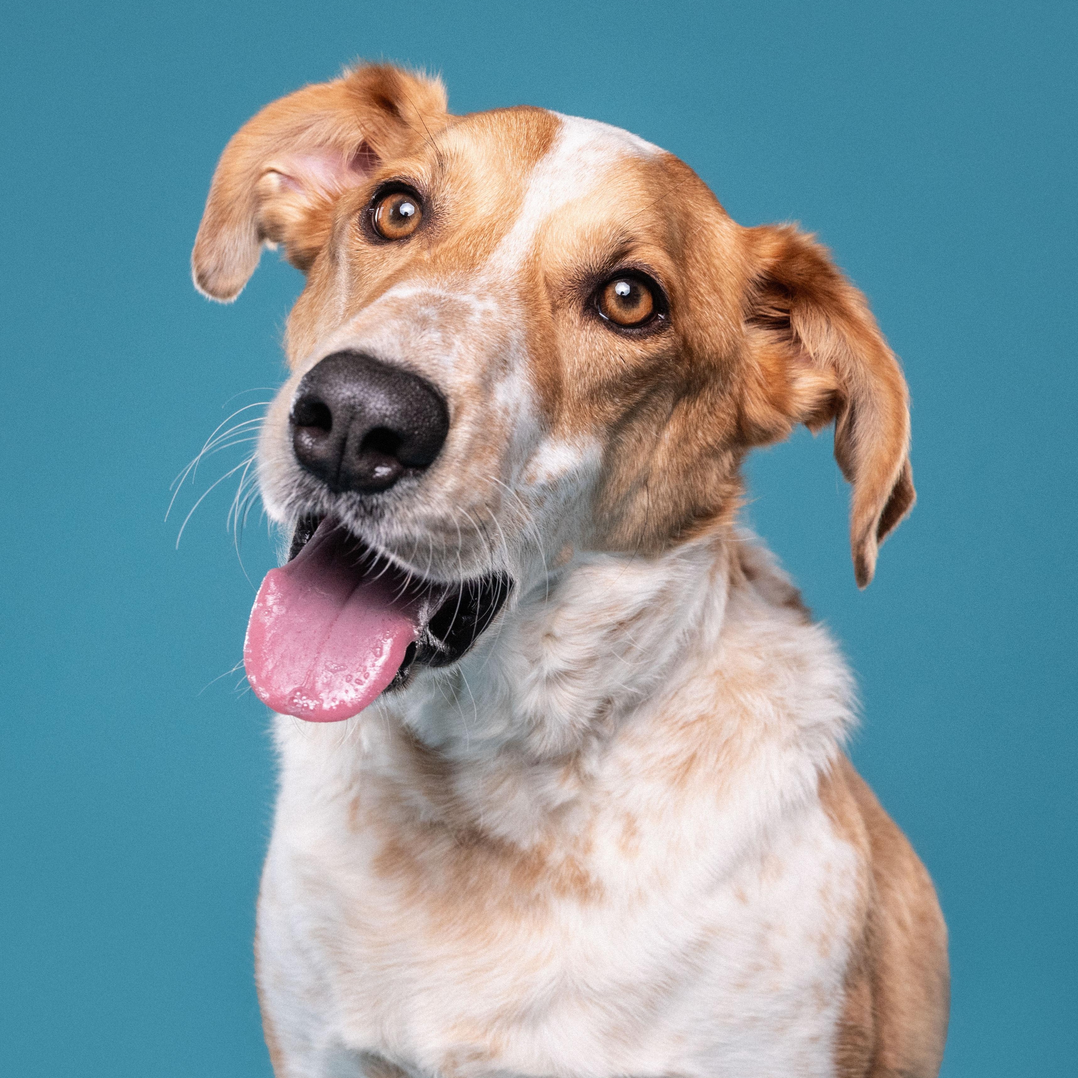 Dexter, a ADOPTABLE mixed breed in Mississauga, ON image 5/6