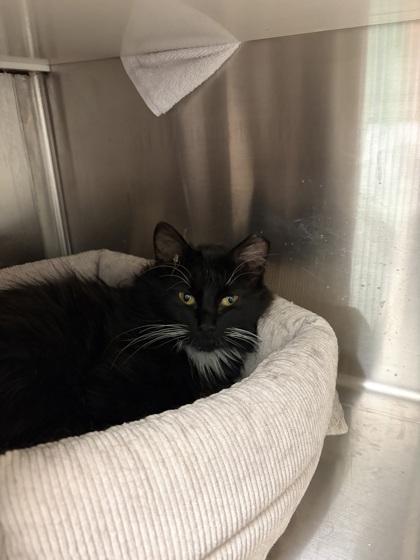 Ozzy, Adoptable, Kitten Female Domestic Long Hair & Domestic Short Hair.