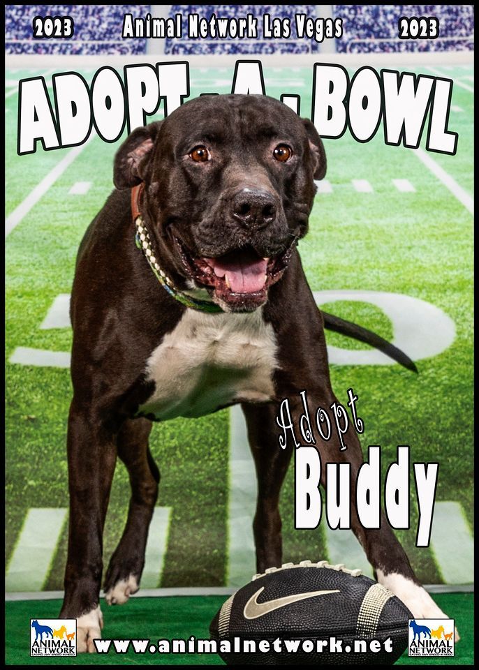 BUDDY, a Adoptable Pit Bull Terrier in Las Vegas, NV image 1/13