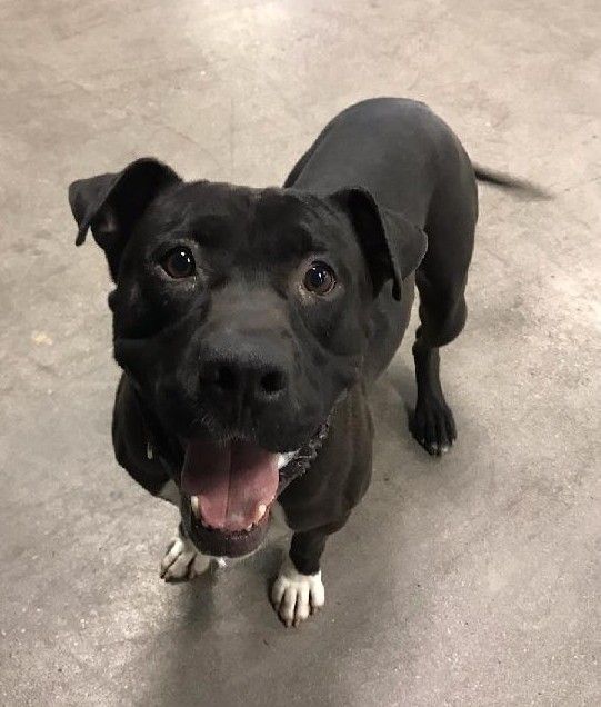 BUDDY, a Adoptable Pit Bull Terrier in Las Vegas, NV image 2/13