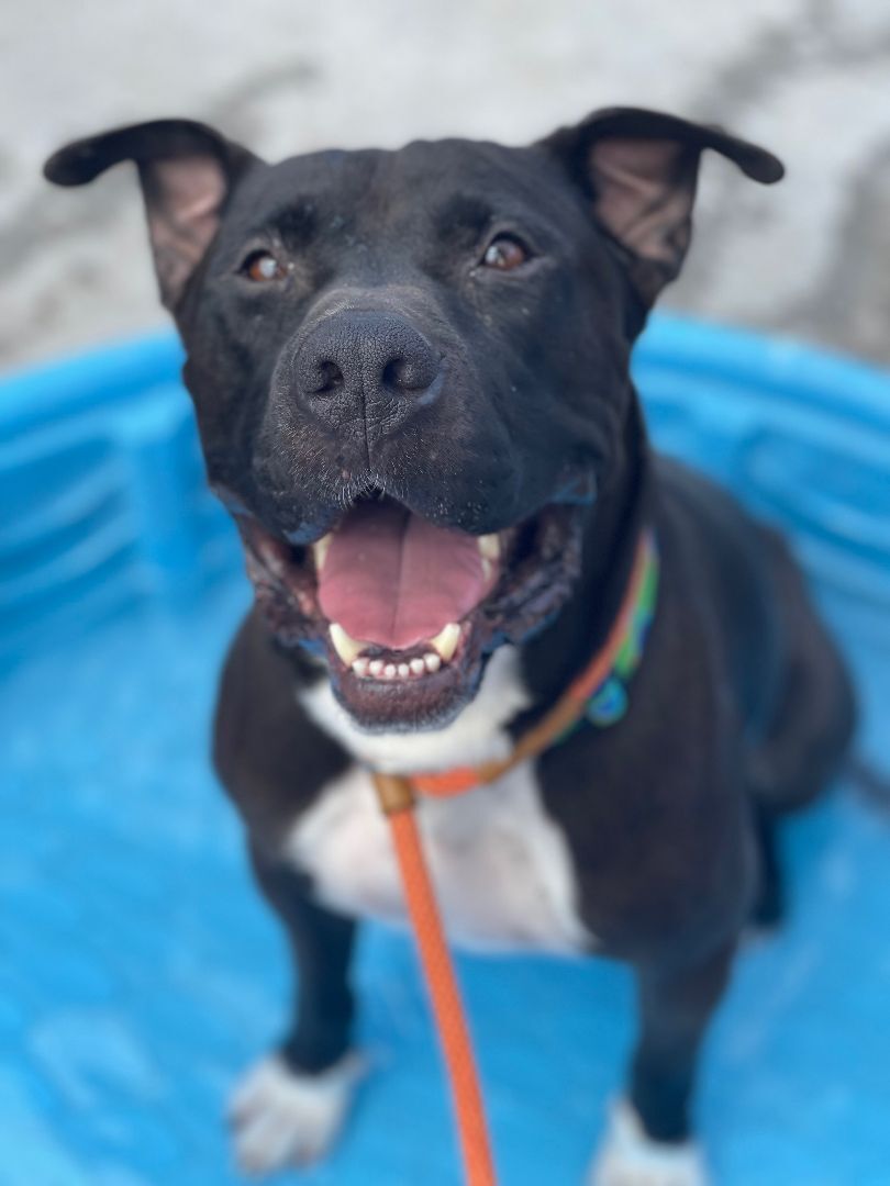 BUDDY, a Adoptable Pit Bull Terrier in Las Vegas, NV image 3/13