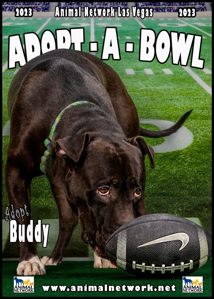 BUDDY, a Adoptable Pit Bull Terrier in Las Vegas, NV image 4/13