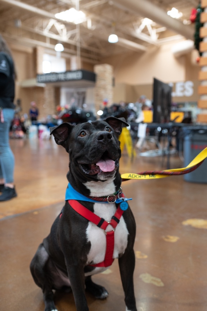 BUDDY, a Adoptable Pit Bull Terrier in Las Vegas, NV image 5/13