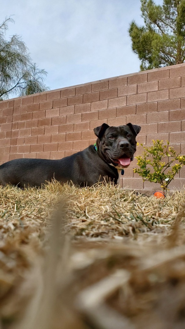 BUDDY, a Adoptable Pit Bull Terrier in Las Vegas, NV image 6/13