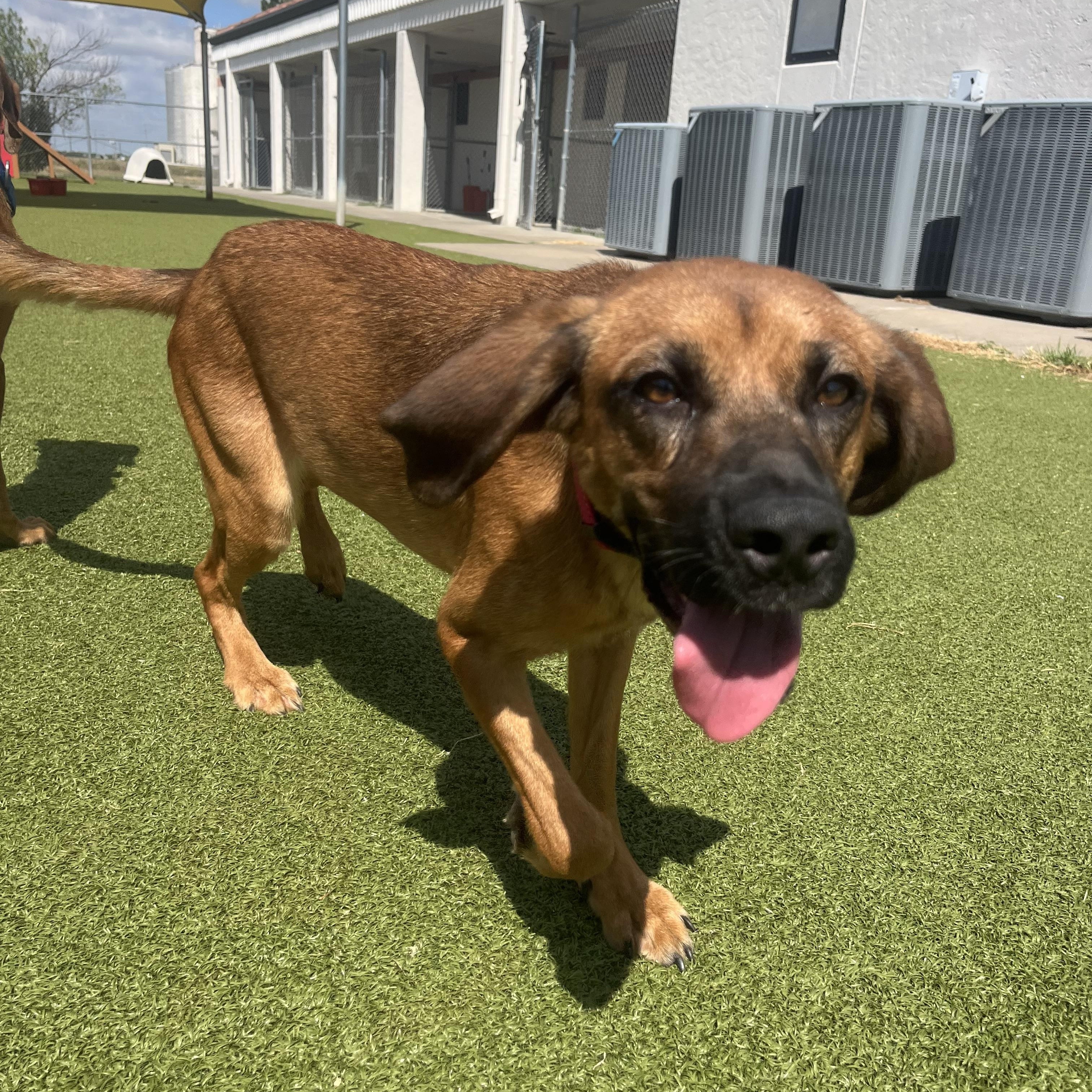 Stella, an adopted mixed breed in Hays, KS image 2/5