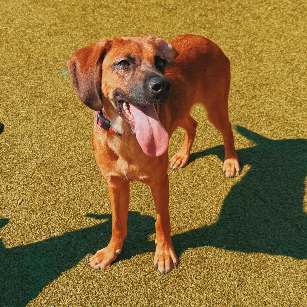 Stella, adopted, Young Female Redbone Coonhound.