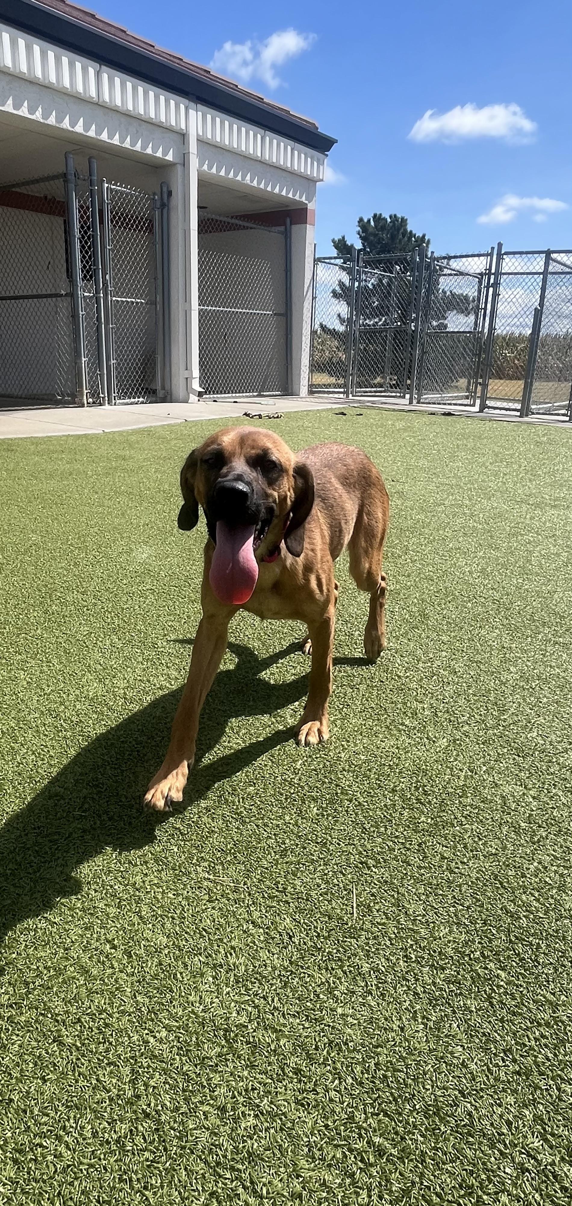 Stella, an adopted mixed breed in Hays, KS image 3/5