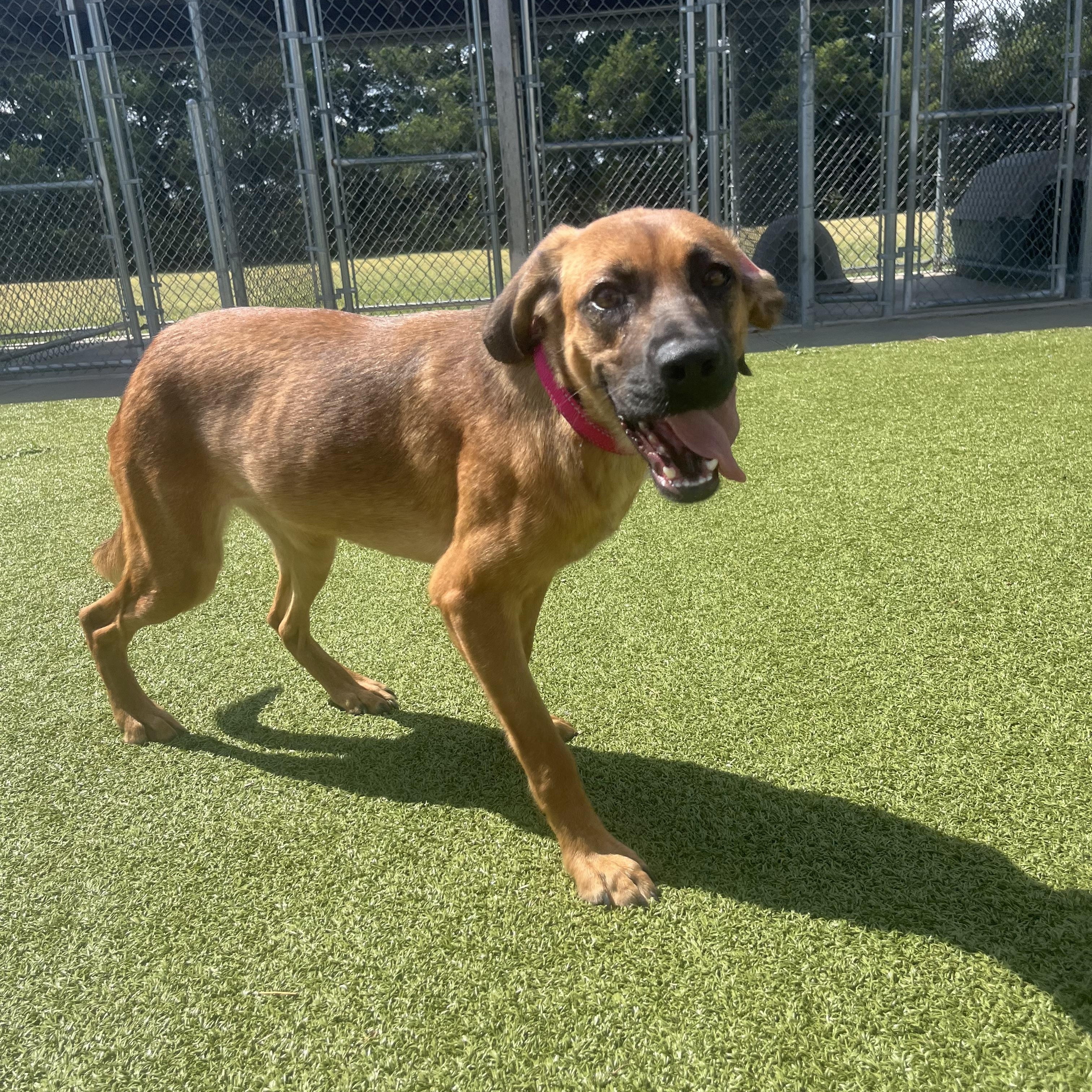 Stella, an adopted mixed breed in Hays, KS image 4/5