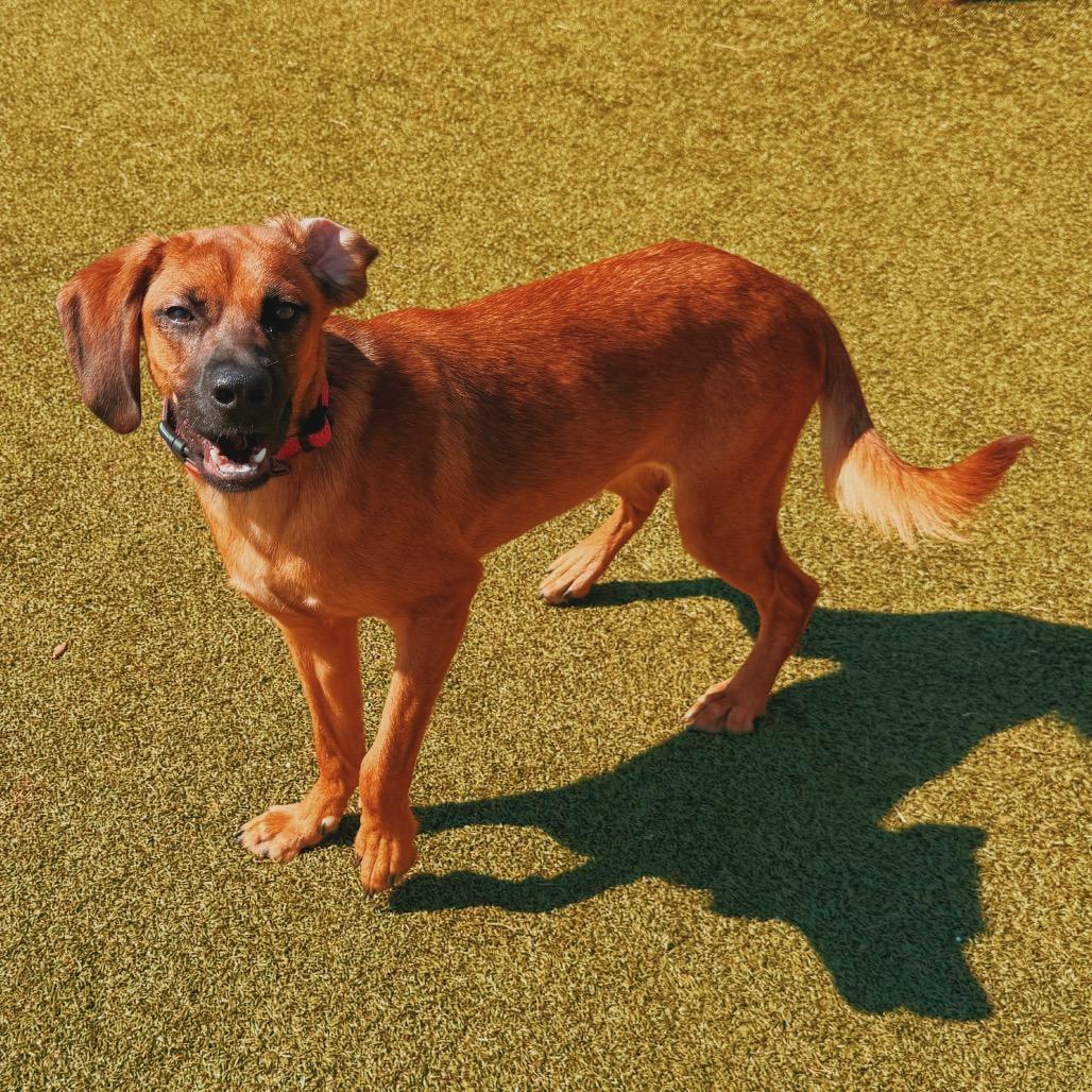 Stella, an adopted mixed breed in Hays, KS image 5/5