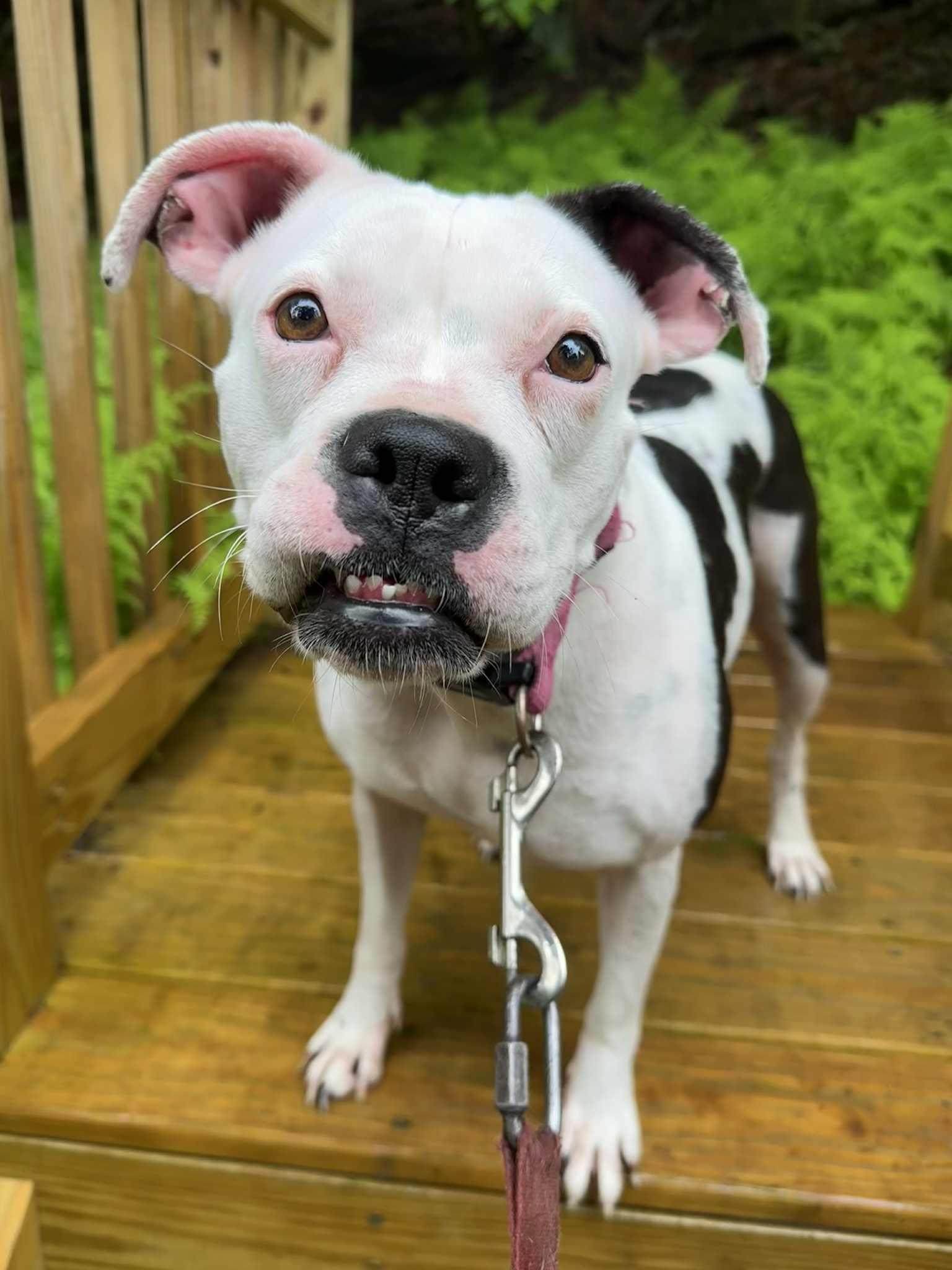 Angel, Young Female Boxer