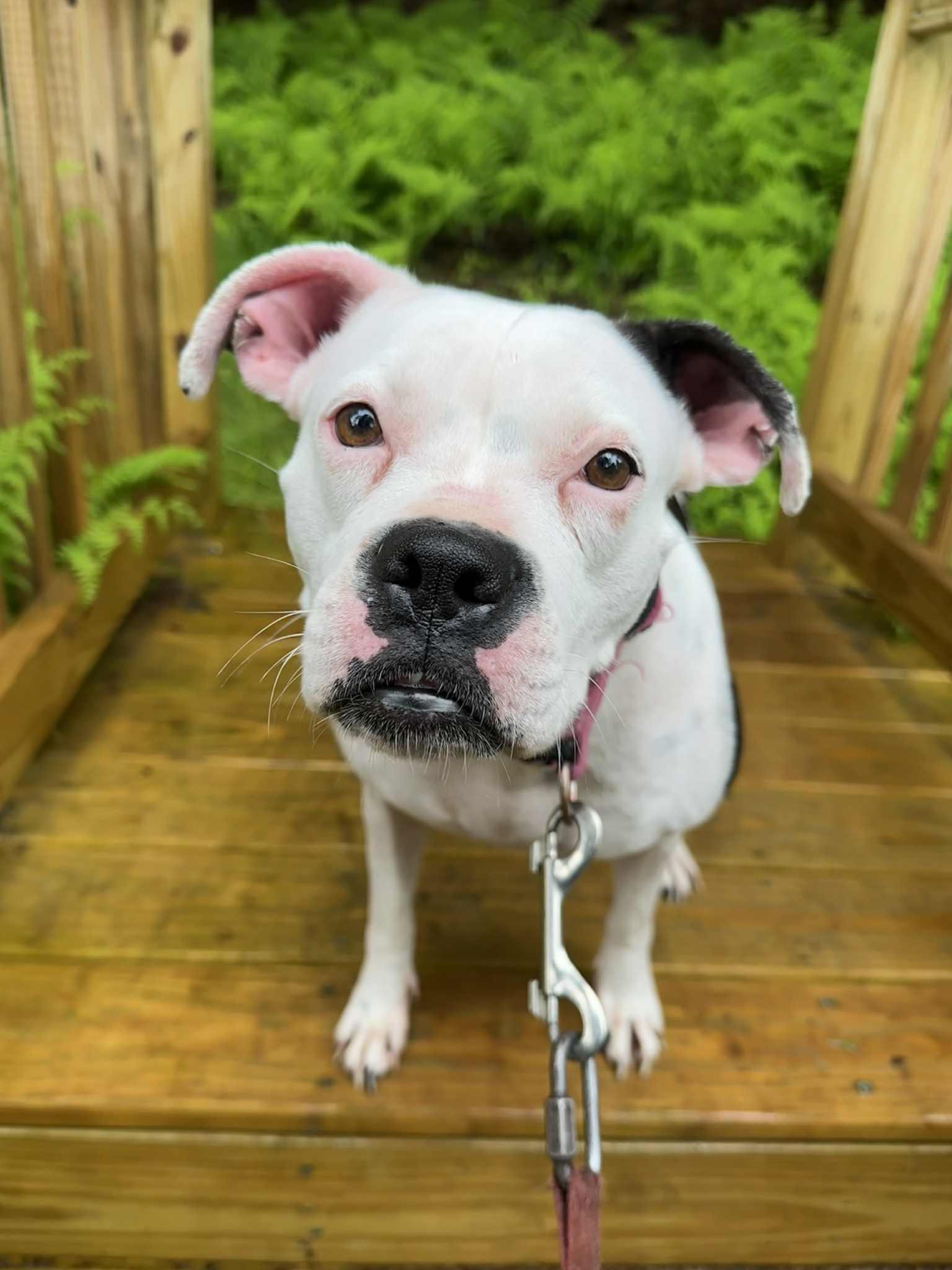 Angel, a Adoptable mixed breed in Jeffersonville, NY image 2/4