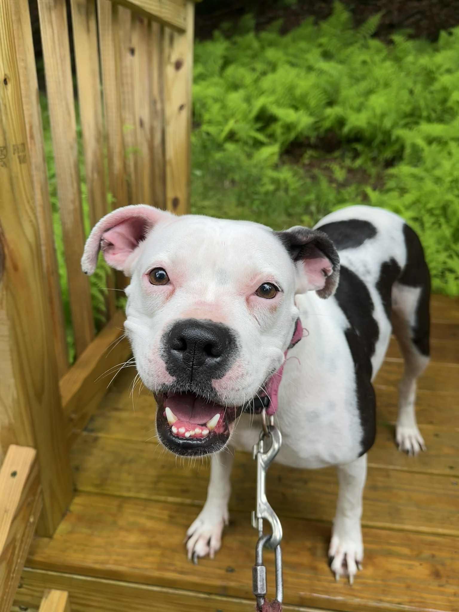 Angel, a Adoptable mixed breed in Jeffersonville, NY image 3/4