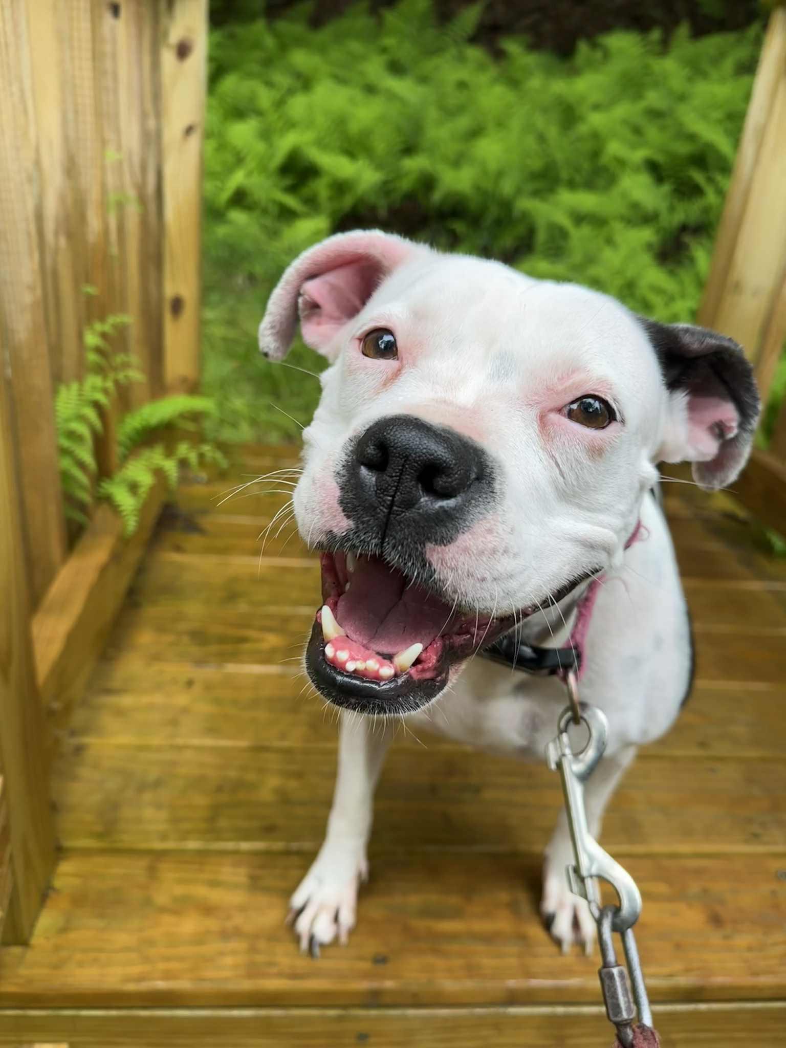 Angel, a Adoptable mixed breed in Jeffersonville, NY image 4/4