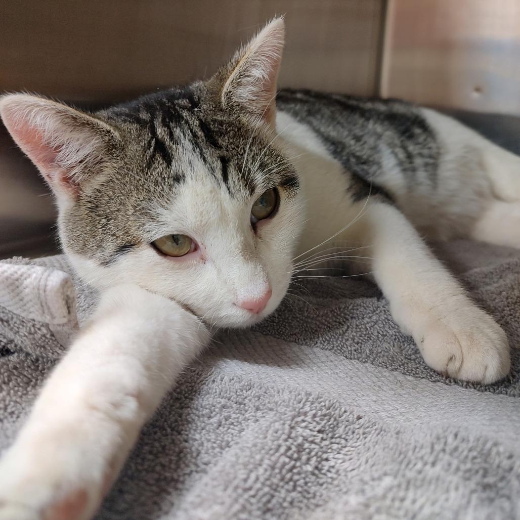 Seth, Adoptable, Young Male Domestic Short Hair.