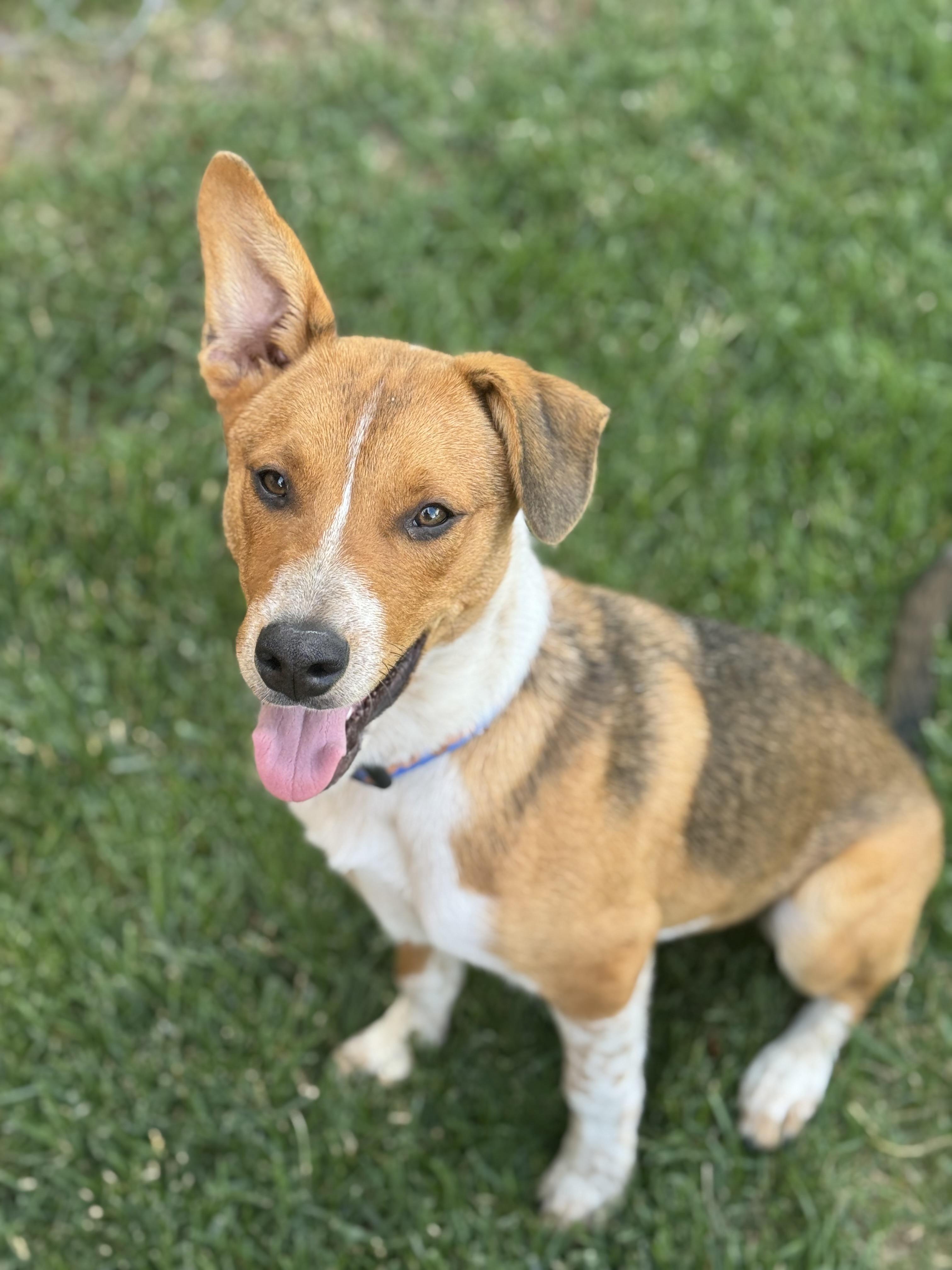 Charles, Young Male Beagle