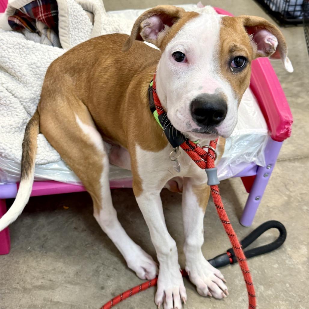 Harry, Adoptable, Puppy Male Mixed Breed.