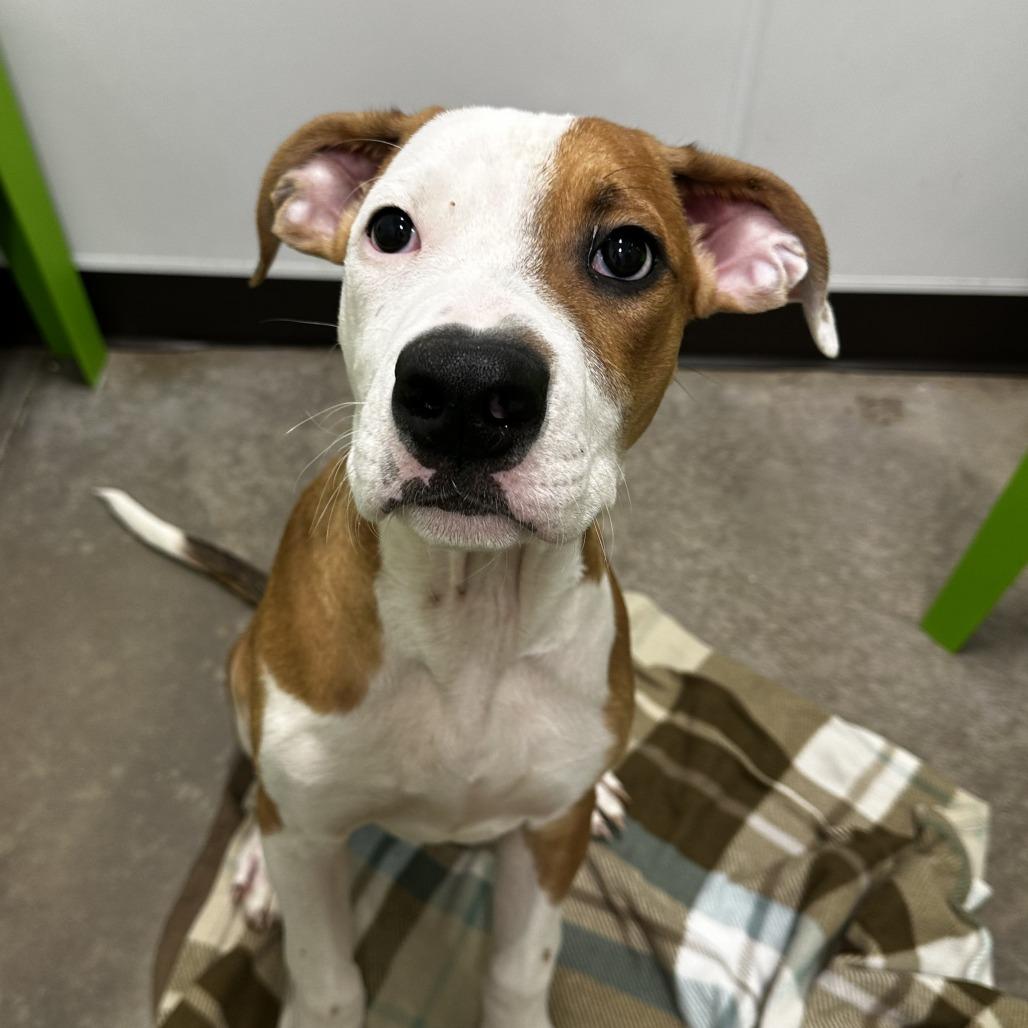 Enlarge Harry, a Adoptable Mixed Breed in Washington Township, OH image 2/6