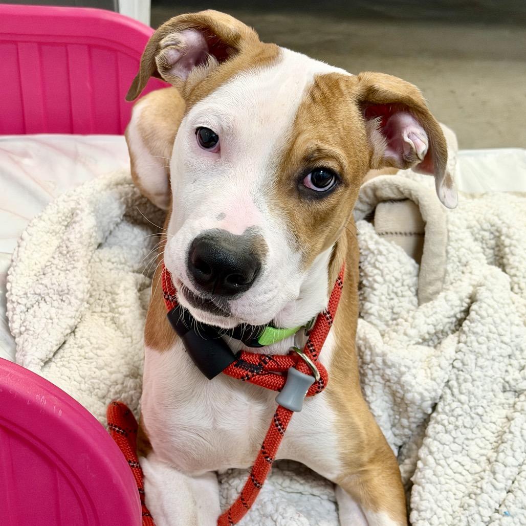Enlarge Harry, a Adoptable Mixed Breed in Washington Township, OH image 3/6