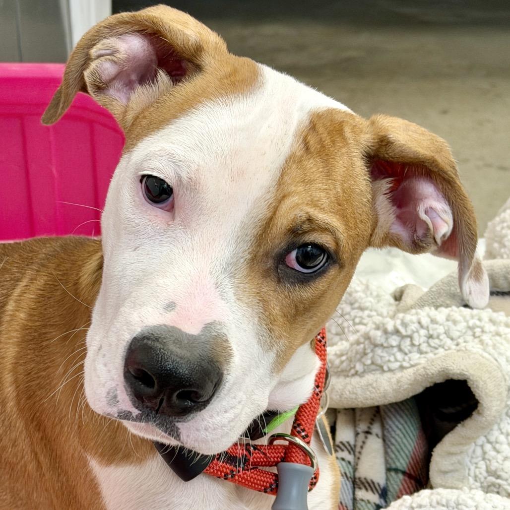 Enlarge Harry, a Adoptable Mixed Breed in Washington Township, OH image 4/6