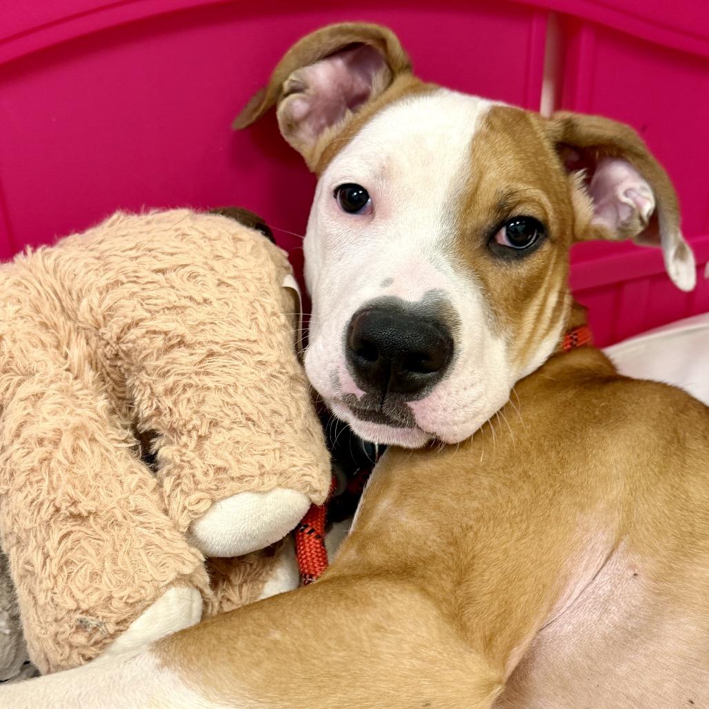 Enlarge Harry, a Adoptable Mixed Breed in Washington Township, OH image 5/6