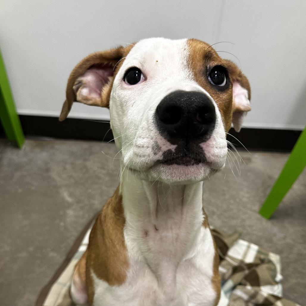 Enlarge Harry, a Adoptable Mixed Breed in Washington Township, OH image 6/6