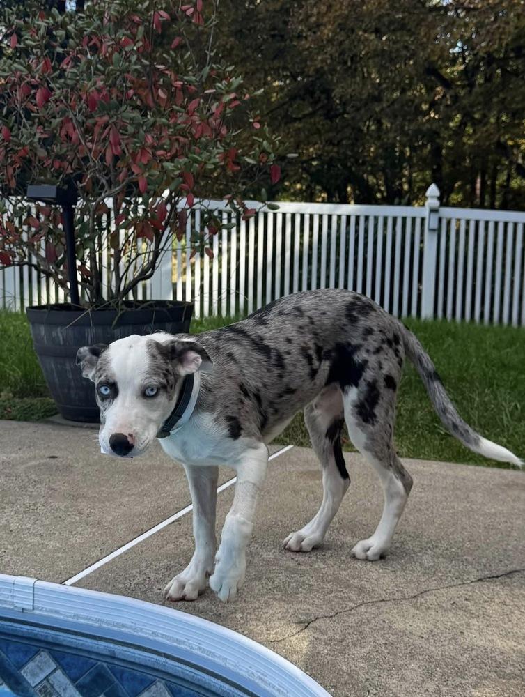 Enlarge Dylan, a Adoptable mixed breed in Middletown, CT image 1/3