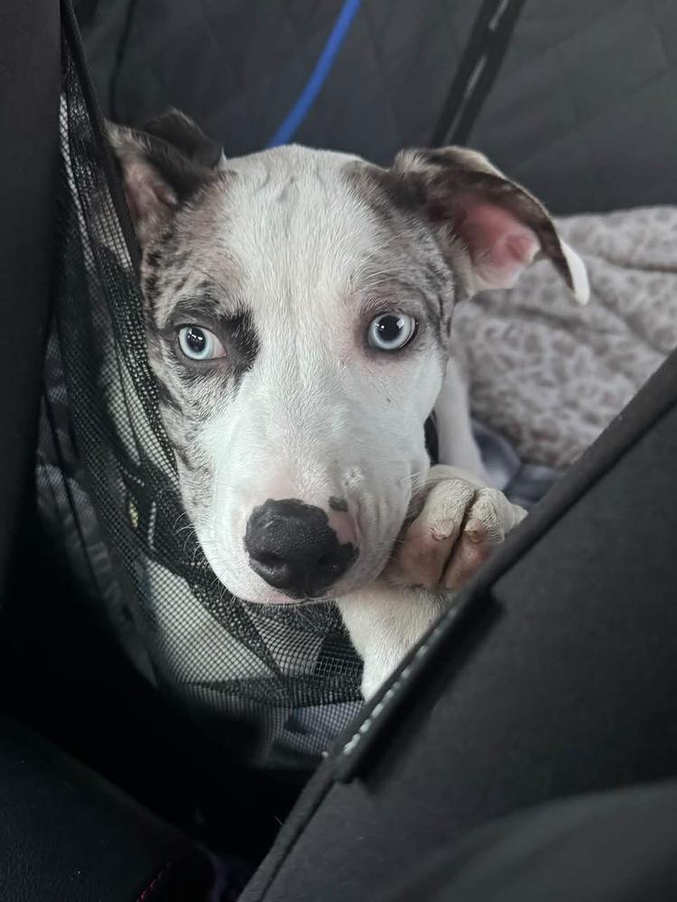 Dylan, Adoptable, Young Male Catahoula Leopard Dog.