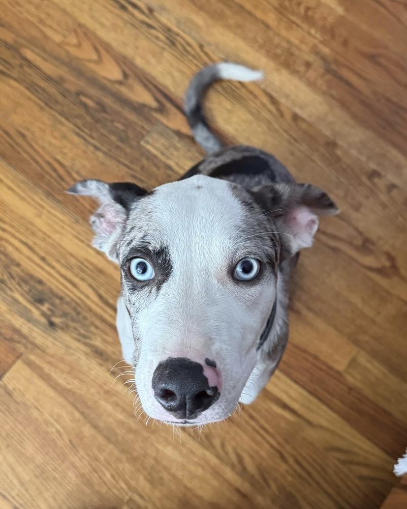 Enlarge Dylan, a Adoptable mixed breed in Middletown, CT image 2/3