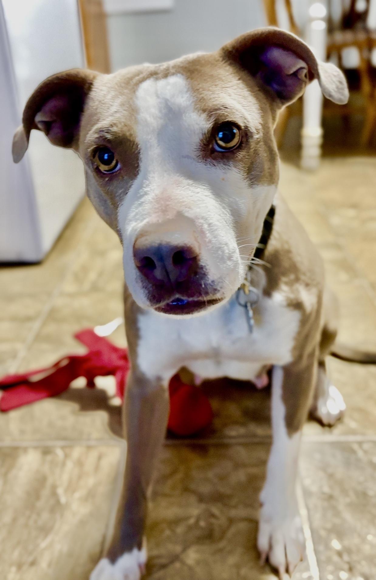 Brin, a Adoptable mixed breed image 3/6