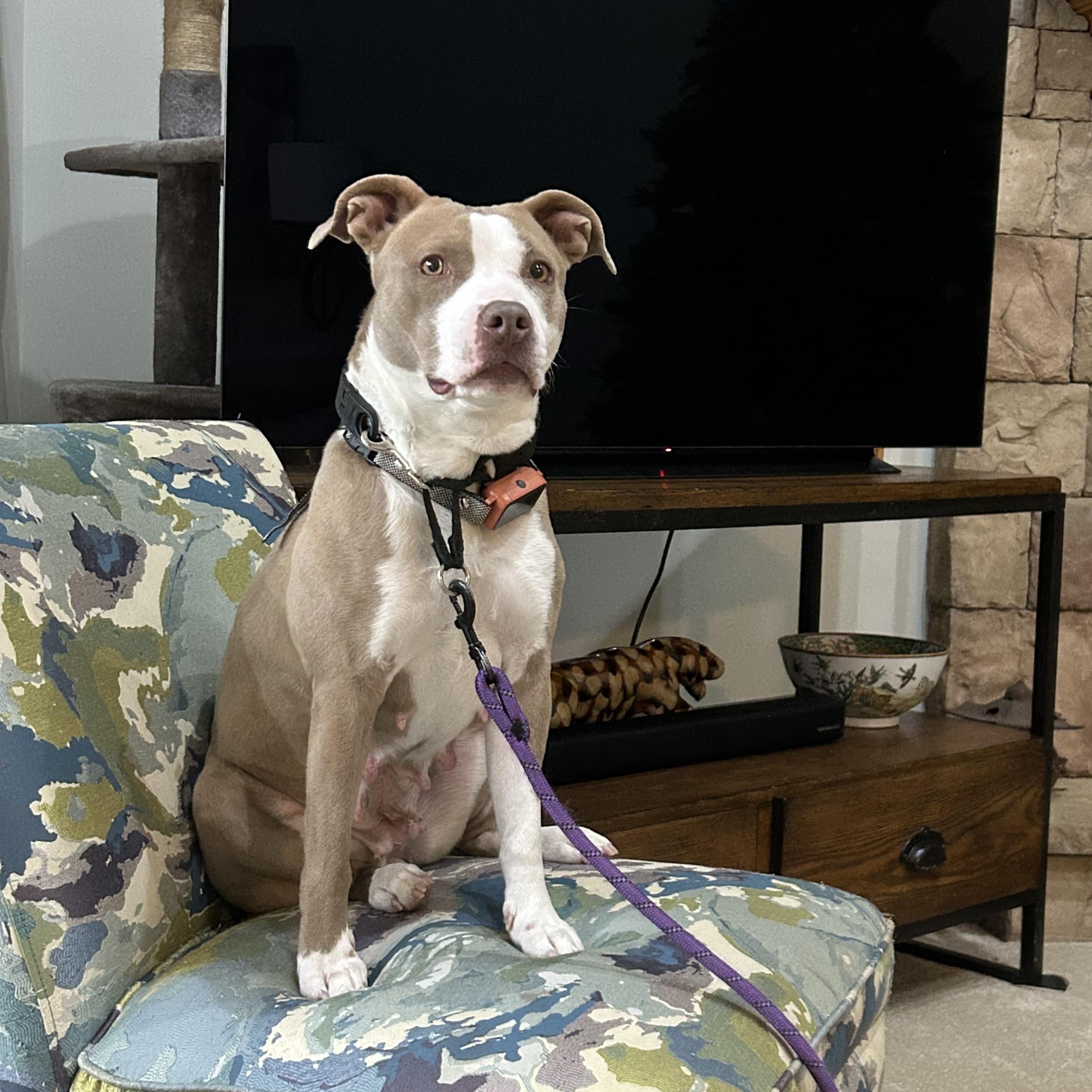 Enlarge Brin, an adopted mixed breed in Oxford, MI image 5/6