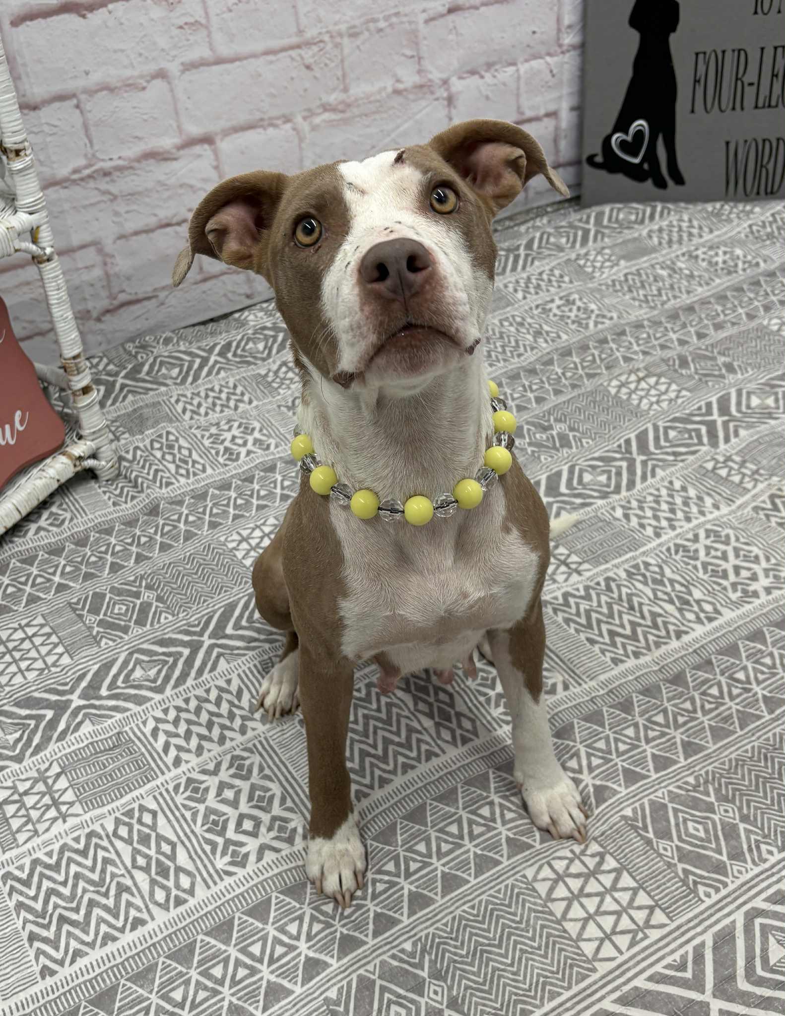 Brin, a Adoptable mixed breed image 4/6