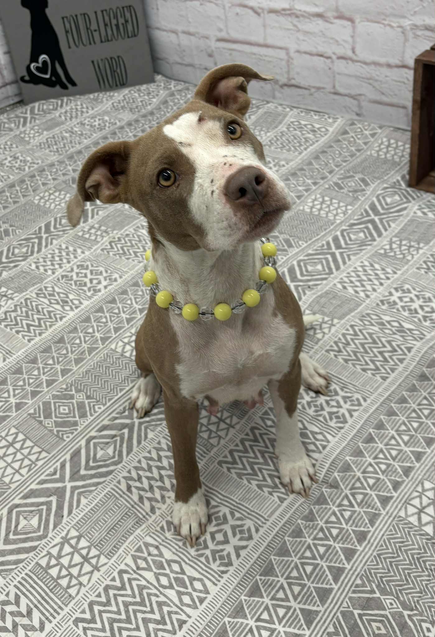 Brin, a Adoptable mixed breed image 5/6