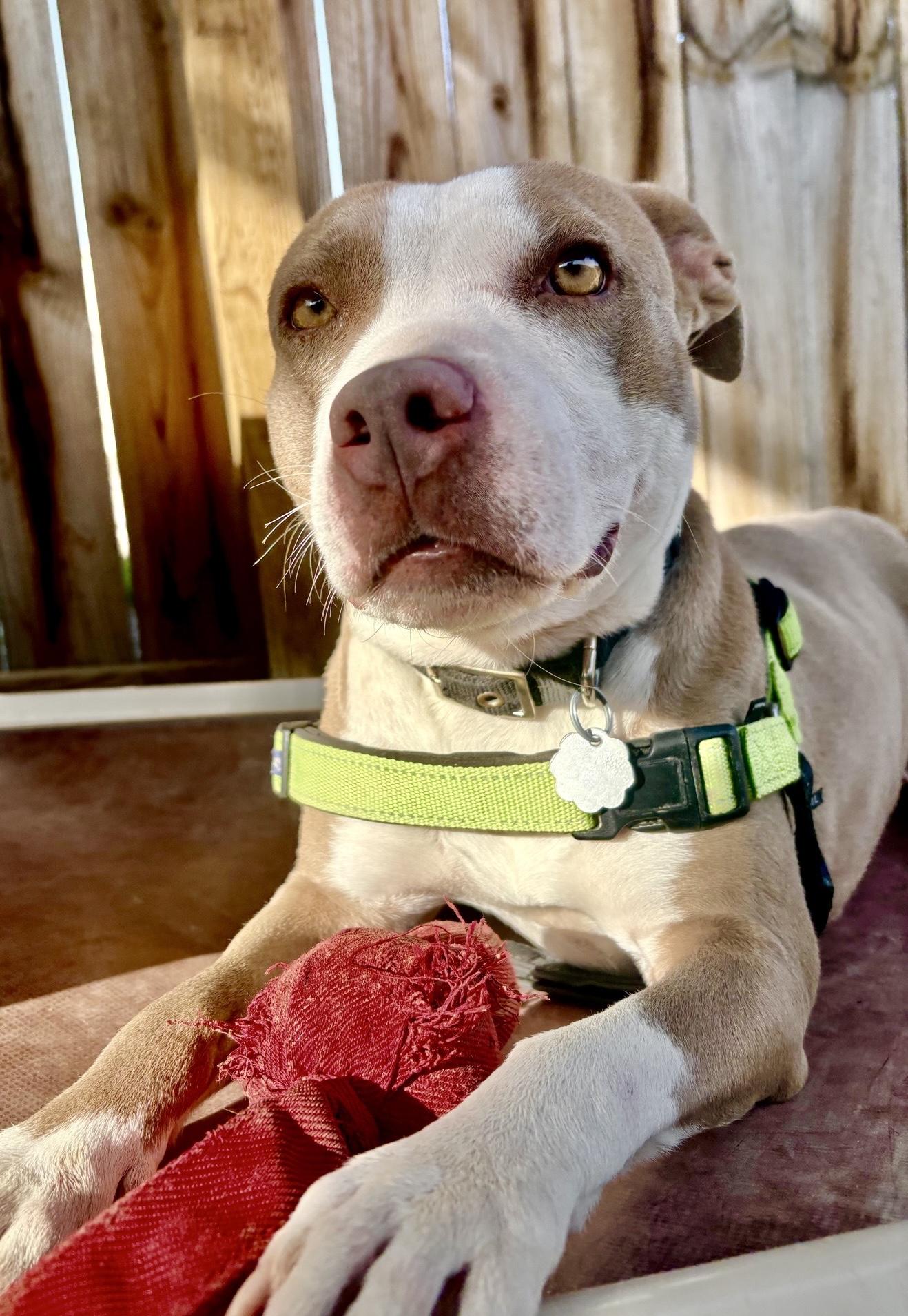 Brin, Adoptable, Young Female Pit Bull Terrier & Mixed Breed.