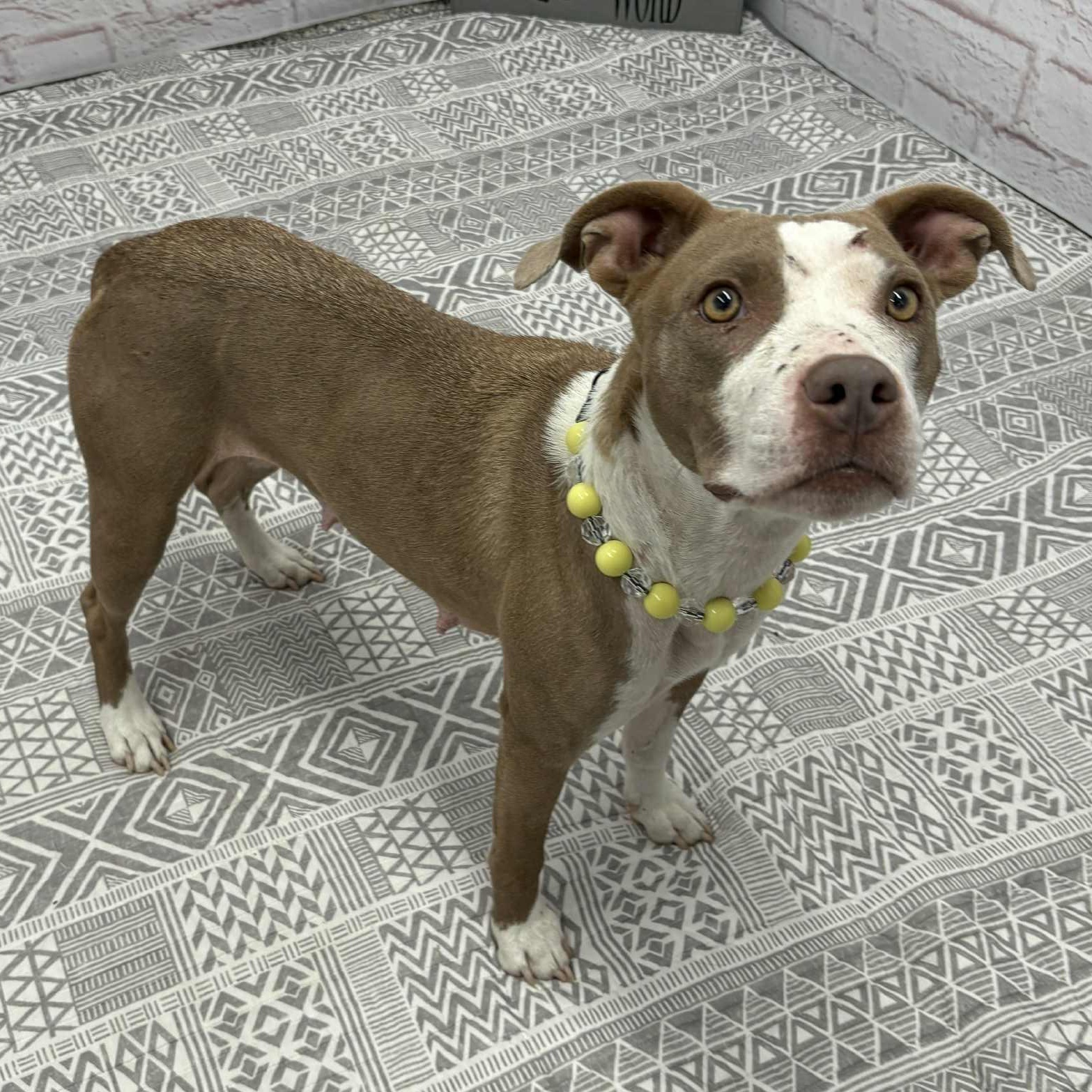 Brin, a Adoptable mixed breed image 6/6