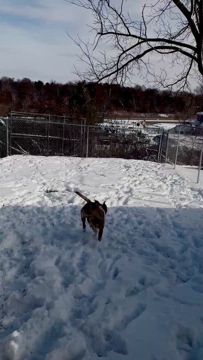 Enlarge Brin, a Adoptable mixed breed video 2/6