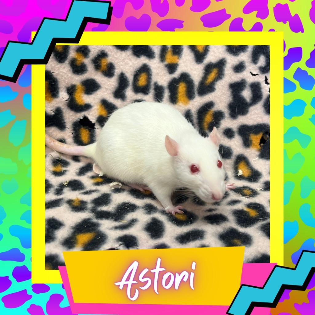 Enlarge Astori, a Adoptable Rat in Elizabethtown, KY image 1/2