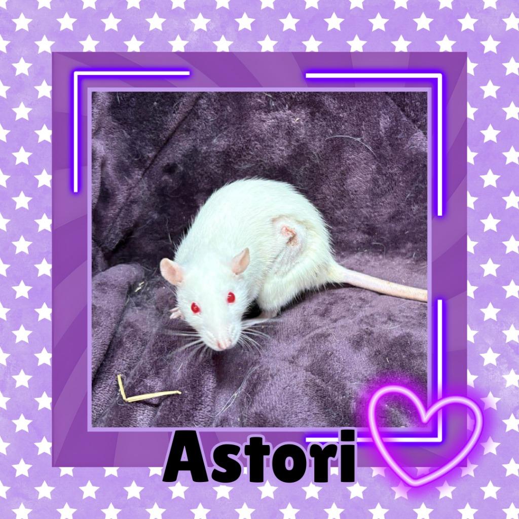 Enlarge Astori, a Adoptable Rat in Elizabethtown, KY image 2/2