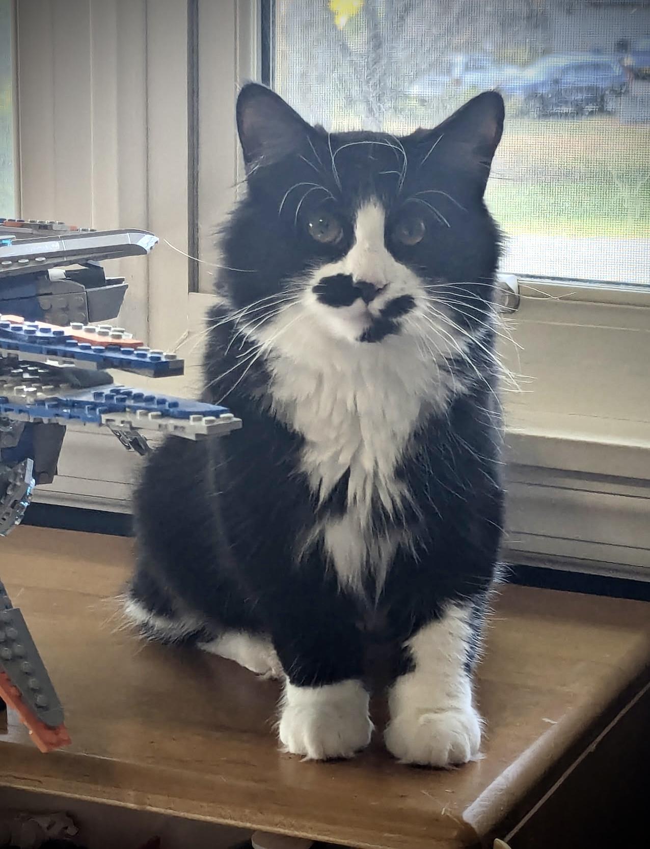 Mason, Adopted, Young Male Domestic Long Hair & Maine Coon.