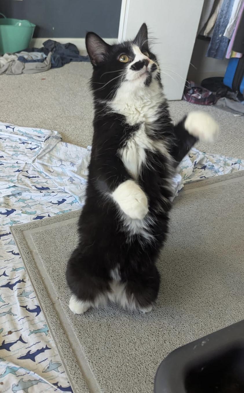 Enlarge Mason, a Adopted mixed breed in Dansville, NY image 2/2