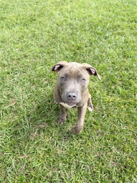 Enlarge A524322, a Adoptable mixed breed in Wilmington, NC image 1/1