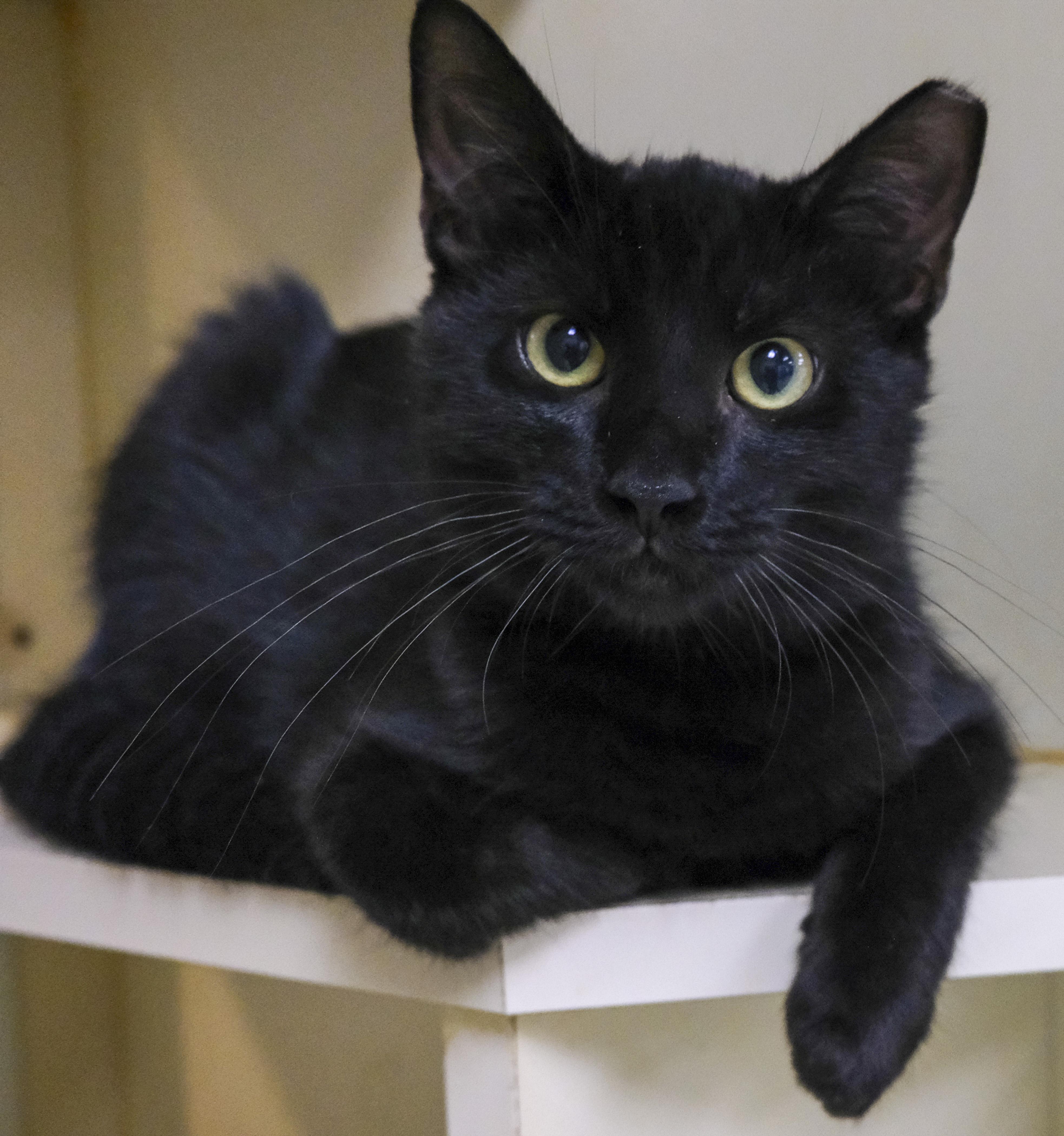 Kranng, Adoptable, Young Male Domestic Short Hair.