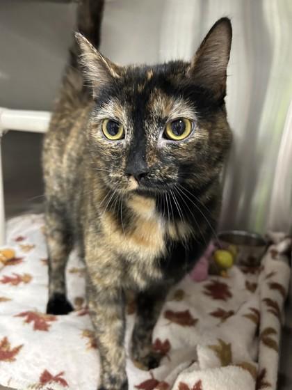 Freya, a Adoptable mixed breed in Missoula, MT image 1/3