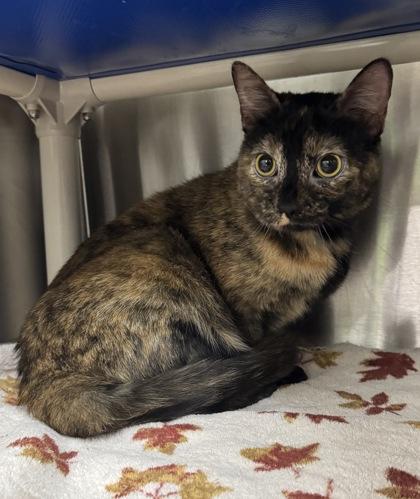 Freya, a Adoptable mixed breed in Missoula, MT image 2/3